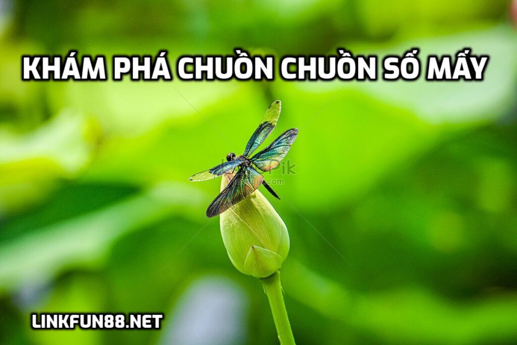 Khám Phá Chuồn Chuồn Số Mấy