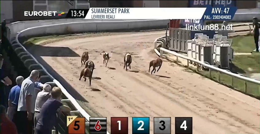 Tìm hiểu Virtual Greyhounds